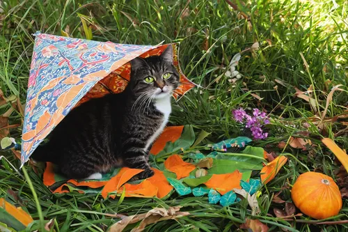 summer umbrella,rain protection,rain stoppers,protection from rain,paper umbrella,autumn camper,halloween cat,ordinary sun hat,shelter cat,autumn photo session,radar dish,brolly,picnic basket,flower cat,tent,european shorthair,bengal,autumn cupcake,cat sparrow,fall animals,Photography,Documentary Photography,Documentary Photography 11