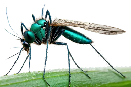 aix galericulata,chrysops,membrane-winged insect,dengue,gonepteryx cleopatra,cingulata,cosmeatria,dolichopodidae,aedes albopictus,field wasp,elapidae,psittacidae,halictidae,housefly,banded demoiselle,malaria,erinaceidae,axyridis,gonepteryx rhamni,geophaps plumifera,Illustration,Black and White,Black and White 15