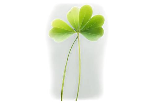 black and white clover, four leaf, delicate petals, green stem, soft focus, shallow depth of field, close-up shot, natural light, gentle bokeh, round composition, high contrast, film grain texture.,na