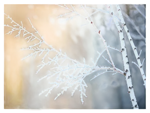 hoarfrost,frostiness,snowflake background,ice rain,frostings,winter background,winterization,frosts,unfrozen,frost,morning frost,birch tree background,ice crystal,vinter,frostily,dendrite,crystallizes,the first frost,frozen morning dew,dendrites,Illustration,Abstract Fantasy,Abstract Fantasy 07