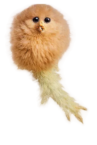 tribble,pomeranian,fuzzball,sulfurated,pom,knuffig,pompons,froomkin,pomeranians,unmop,hedgecock,furgal,light fur,pomerania,poofy,fertik,fluffier,silkie,fluff,snuffleupagus,Illustration,Retro,Retro 19