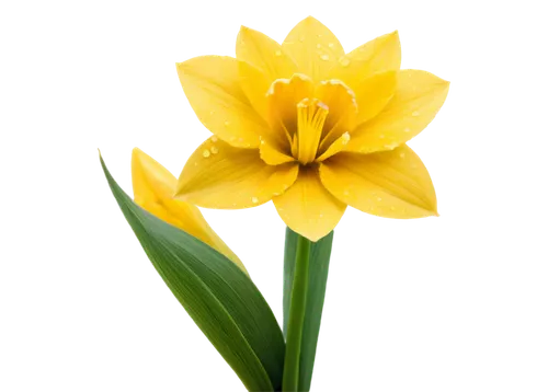 daffodil,yellow daffodil,tulip background,filled daffodil,yellow orange tulip,the trumpet daffodil,daffodils,daff,daffyd,yellow flower,day lily,gold flower,day lily flower,yellow daylily,yellow bell,flower background,iridaceae,flower wallpaper,star of bethlehem,daylily,Art,Artistic Painting,Artistic Painting 32