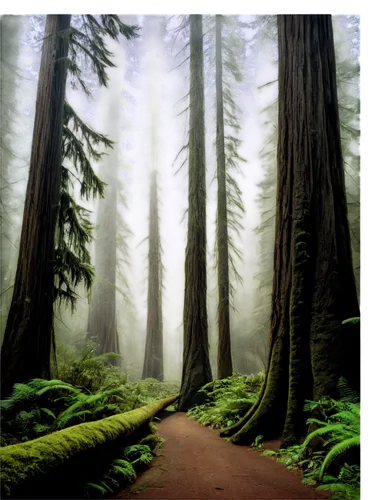 Tall trees, Redwood National Park, foggy atmosphere, morning mist, sunbeams filtering through leaves, giant trunks, branches stretching upwards, roots deep in earth, lush green foliage, moss-covered f