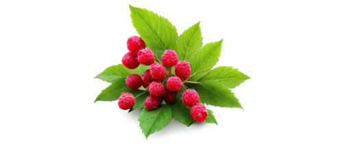 red clover flower,flowers png,alpinia,flower bud,sainfoin,flower background,spring leaf background,muguet,spring background,strawberry flower,flower illustration,flower wallpaper,tulip background,rumex,firecracker flower,polygonum,the flower buds,snapdragon,celosia,herbaceous flowering plant,Illustration,Children,Children 06