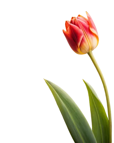 tulip background,tulp,tulip blossom,flower wallpaper,parrot tulip,yellow orange tulip,tulip flowers,tulip,flower bud,flower background,pink tulip,tulipa,two tulips,flower in sunset,tulips,wild tulip,clivia,water lily bud,blume,tulipe,Photography,Artistic Photography,Artistic Photography 14