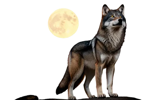 aleu,howling wolf,constellation wolf,wolfsangel,blackwolf,european wolf,werewolve,wolfen,gray wolf,wolffian,wolfdog,lycanthropy,loup,wolfgramm,elkhound,lycanthrope,graywolf,wolfsschanze,full moon,werwolf,Illustration,American Style,American Style 08