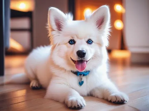 berger blanc suisse,icelandic sheepdog,white shepherd,japanese spitz,german spitz klein,american eskimo dog,samoyed,cute puppy,cardigan welsh corgi,german spitz mittel,akita inu,german spitz,dog photography,korean jindo dog,canadian eskimo dog,welsh cardigan corgi,pet vitamins & supplements,native american indian dog,cheerful dog,dog-photography,Conceptual Art,Fantasy,Fantasy 21