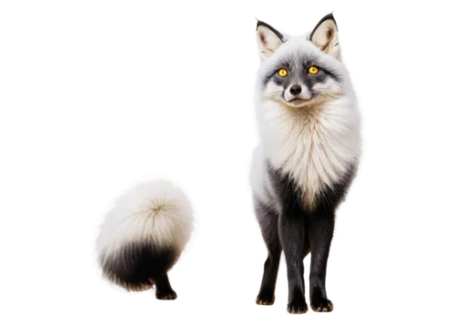 south american gray fox,white fox,ringtail,arctic fox,ermine,garden-fox tail,foxtail,vulpine,a fox,raccoon,light fur,civet,civets,fuchs,renard,latrans,vulpes vulpes,north american raccoon,patagonian fox,vulpes,Conceptual Art,Oil color,Oil Color 08