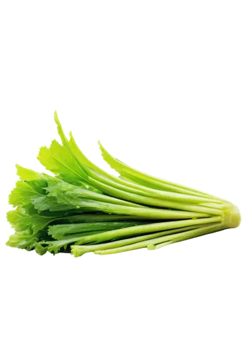 Fresh green celery, vertical posture, solo, leafy greens, crunchy texture, water droplets on leaves, natural light, soft focus, shallow depth of field, 3/4 composition, warm color tone.,chinese celery