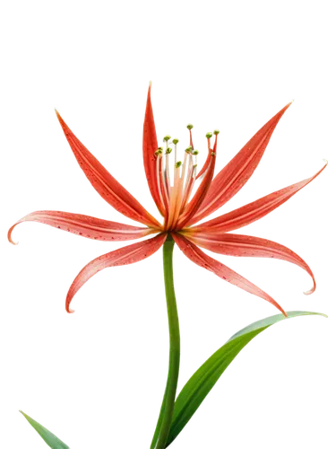 Red spider lily flower, PNG transparent background, solo, autumn season, dark red petals, yellow stamen, white sepals, delicate curved stems, green leaves, morning dew, soft natural light, shallow dep