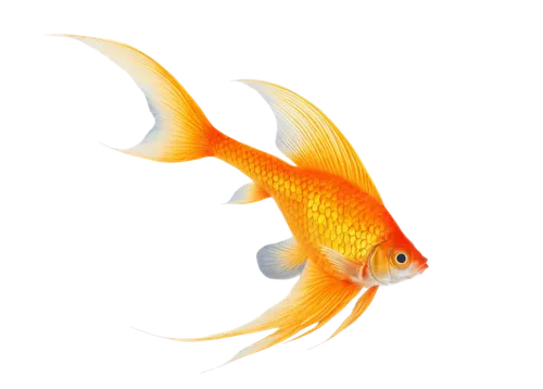 goldfish,gold fish,ornamental fish,swordtail,playfish,squirrelfish,karp,koi fish,fish in water,foxface fish,guardfish,poisson,discus fish,snapfish,red fish,fish,koi,dartfish,arancio,gourami,Illustration,Retro,Retro 25