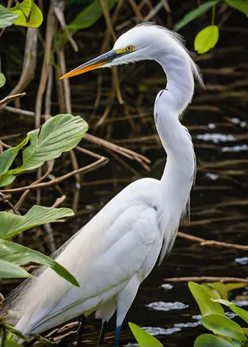 A snowy egret (Egretta thula) in the Gatorland alligator breeding marsh and bird sanctuary near Orlando, Florida. The bird sanctuary is the largest and most easily accessible wild wading bird rookery 