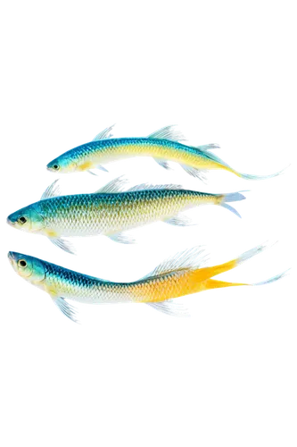 mackerels,sardinella,sardinas,poissons,alewives,fish oil,blue stripe fish,threadfin,cyprinids,two fish,fish in water,mackerel,cyprinid,sardine,freshwater fish,marine fish,cychropsis,fish,sanma,poisson,Art,Classical Oil Painting,Classical Oil Painting 17