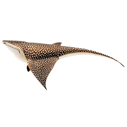 Stingray, underwater creature, brown and white patterned body, triangular pectoral fins, long tail, swimming pose, transparent background, soft focus, shallow depth of field, warm lighting, 3/4 compos