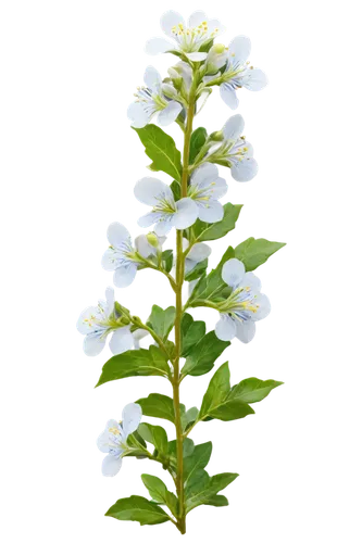 star of bethlehem,flowers png,arabian jasmine,flower of christmas,white flower cherry,white blossom,flower jasmine,trifoliata,white jasmine,garden star of bethlehem,night-blooming jasmine,bierenbaum,christmas flower,crepe jasmine,spineflower,valeriana,jasmine flower,lily of the valley,star jasmine,pine flower,Illustration,Black and White,Black and White 21