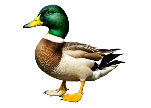 cayuga duck,female duck,brahminy duck,gooseander,duck,canard,ornamental duck,american black duck,duck bird,the duck,mallard,galliformes,waterfowl,duck females,bird png,duck on the water,platycercus,duck outline,water fowl,duckhorn,Conceptual Art,Fantasy,Fantasy 02