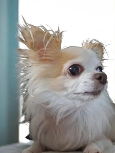 long hair chihuahua,pomeranian,gongju,dog angel,long-haired hihuahua,ratdog,small dog,prickle,chihuahuas,chihuahua,pomeranians,spikey,static electricity,daimyo,maltese,dogana,pom,chunhyang,mohawk,quills