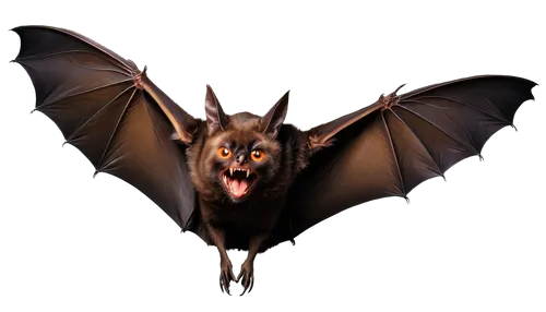 chiroptera,dutchbat,bat,torbat,fruit bat,megabat,hipposideros,tropical bat,derivable,myotis,hanging bat,bats,pazuzu,battallion,manticore,fledermaus,demonata,foxbat,jarusombat,megabats,Photography,Fashion Photography,Fashion Photography 16