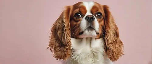 Write a cheerful story about a playful Cavalier King Charles Spaniel.,cavalier king charles spaniel,king charles spaniel,welsh springer spaniel,french spaniel,kooikerhondje,japanese chin,russian spani