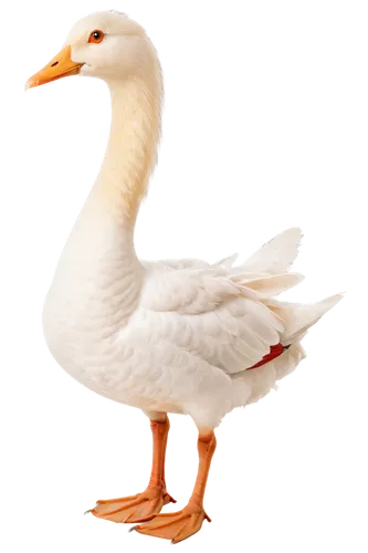 gooseander,cayuga duck,a pair of geese,brahminy duck,ornamental duck,duck,female duck,goose,nile goose,snow goose,easter goose,water fowl,galliformes,cygnet,bird png,duck bird,swan,pelecanus onocrotalus,seaduck,anatidae,Photography,Black and white photography,Black and White Photography 01