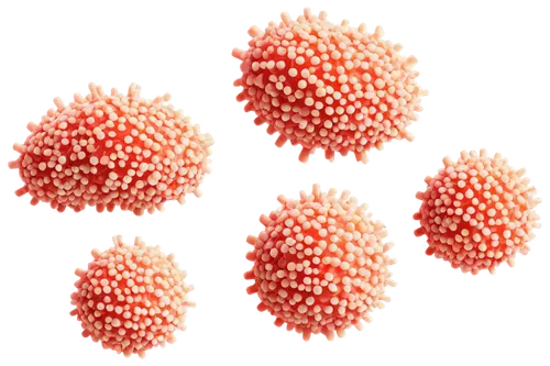 Microscopic view, follicular lymphoma cells, cancerous tissues, abnormal nuclei, irregular cell shapes, chromatin distribution, high magnification, 3/4 composition, soft focus, warm color tone, biomed