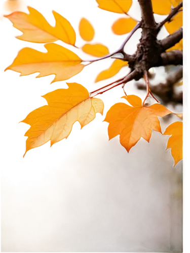 autumn frame,round autumn frame,leaves frame,yellow maple leaf,autumn background,yellow leaf,autumn leaf,beech leaf,autumn tree,fall leaf,maple tree,maple leave,fall picture frame,leaf background,autumnal leaves,golden leaf,autumn gold,leaf maple,maple foliage,golden autumn,Conceptual Art,Fantasy,Fantasy 30