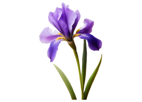 flowers png,tulipan violet,violet tulip,flax-leaved tulip,crown chakra flower,purple crocus,saffron crocus,turkestan tulip,purple flower,iris japonica,algerian iris,iris,flower purple,flower illustration,wild iris,crocuss,purple irises,crocus,viola,blue violet,Illustration,Abstract Fantasy,Abstract Fantasy 16