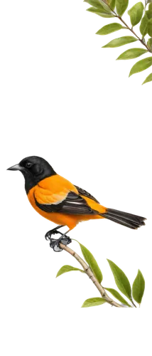 Oriole bird, bright orange plumage, black head, white wing bars, slender body, long tail, perched on branch, leaves background, warm sunlight, 3/4 composition, shallow depth of field, soft focus, real