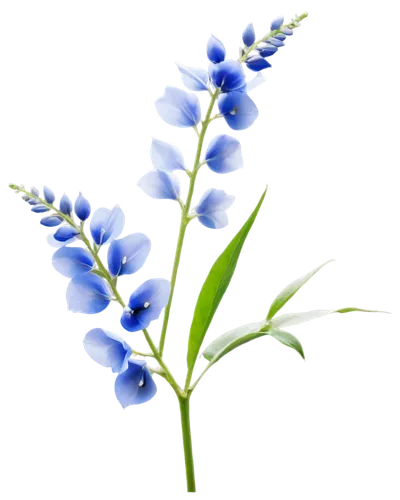 flowers png,blue grape hyacinth,siberian squill,common grape hyacinth,grape hyacinth,grape hyacinths,muscari armeniacum,gentiana,texas bluebonnet,white grape hyacinths,muscari,bluebonnet,blue bonnet,grape-hyacinth,gentian,blue flowers,blue flower,delphinium,flower illustration,blue flax,Illustration,Abstract Fantasy,Abstract Fantasy 10