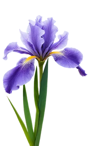 flowers png,algerian iris,tulipan violet,purple irises,iris japonica,irises,iris,purple flower,flower purple,purple,violet tulip,turkestan tulip,wild iris,cleanup,purple crocus,iris versicolor,swamp iris,crown chakra flower,defense,saffron crocus,Art,Classical Oil Painting,Classical Oil Painting 23