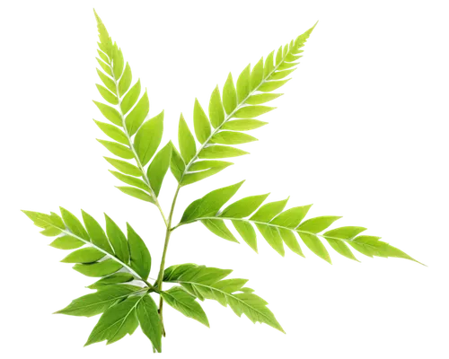 Giant ragweed, green stems, broad triangular leaves, pointed tips, serrated edges, tall height, sprawling shape, invasive species, afternoon sunlight, soft focus, shallow depth of field, naturalistic,