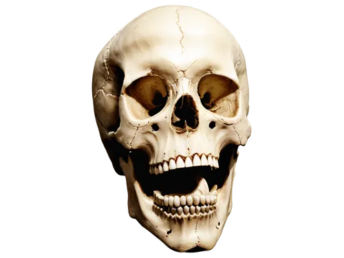 human skull,skull,skull sculpture,scull,fetus skull,skull bones,skull statue,skull illustration,skull mask,human skeleton,animal skull,skeleton,skulls bones,skeletal,mandible,x-ray of the jaw,skulls and,skulls,skull drawing,bone,Illustration,Retro,Retro 18