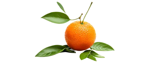 orange fruit,naranja,orange,carota,tangerine tree,tangerine,satsuma,green tangerine,kumquat,tangerine fruits,orang,half orange,fresh orange,tangerines,orange climbing plant,defend,oranges,apricot,citrus,orange scent,Illustration,American Style,American Style 11