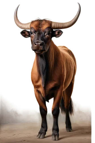 Torito, Mexican bull, standing, proud posture, muscular body, brown fur, curved horns, black eyes, nostrils flaring, detailed texture, warm lighting, shallow depth of field, 3/4 composition, earthy to