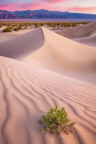 Mesquite flat sand dunes at death valley national park captured by las vegas wedding photographer hayway films. Purple mountains, pink and orange clouds at sunset with the yellow sand and green bushes