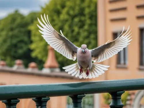 pigeon flying,stock dove,domestic pigeon,pigeon flight,city pigeon,homing pigeon,fan pigeon,street pigeon,pigeons without a background,fantail pigeon,wild pigeon,plumed-pigeon,pigeon,woodpigeon,pigeon on wall,feral pigeon,bird pigeon,passenger pigeon,domestic pigeons,pigeon scabiosis,Photography,General,Realistic