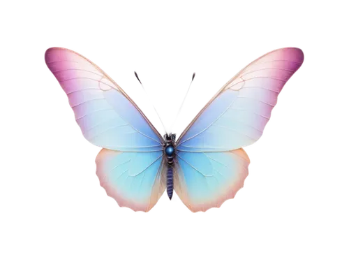 butterfly vector,blue butterfly background,morpho,butterfly background,blue morpho,morpho butterfly,ulysses butterfly,morpho peleides,blue morpho butterfly,melanargia,hesperia (butterfly),papillon,flutter,butterfly clip art,butterfly isolated,limenitis,isolated butterfly,mazarine blue butterfly,butterfly,sky butterfly,Photography,Fashion Photography,Fashion Photography 07