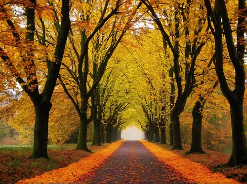 tree lined lane,tree lined path,tree-lined avenue,autumn scenery,autumn forest,autumn background,autumn landscape,autumn walk,maple road,forest road,autumn trees,fall landscape,germany forest,autumn motive,autumn idyll,deciduous forest,golden autumn,tree lined,autumn theme,colors of autumn,Conceptual Art,Oil color,Oil Color 02