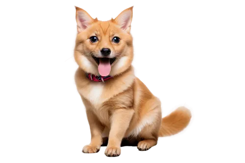 finnish spitz,korean jindo dog,the pembroke welsh corgi,pembroke welsh corgi,icelandic sheepdog,welsh corgi,shiba inu,new guinea singing dog,carolina dog,shiba,akita inu,welsh corgi pembroke,german spitz,german spitz mittel,canaan dog,pet vitamins & supplements,corgi,german spitz klein,german shepherd,dingo,Photography,Artistic Photography,Artistic Photography 09