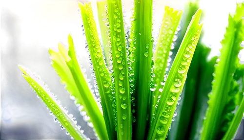 Fresh green celery, solo, detailed texture, vibrant green leaves, crunchy stalks, dew drops, morning sunlight, 3/4 composition, shallow depth of field, soft focus, warm color tone, realistic, cinemati