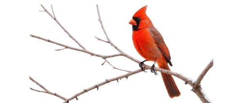 Male cardinal, vibrant red plumage, distinctive crest, black mask, bright orange beak, perched on branch, looking straight ahead, detailed feathers, soft morning light, shallow depth of field, 3/4 com