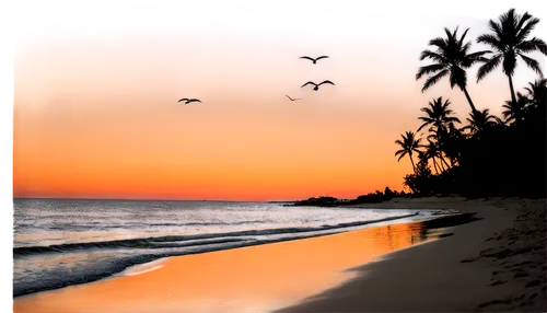 sunset beach,sunrise beach,dream beach,beautiful beaches,beach landscape,paradises,lakshadweep,beautiful beach,beach scenery,tropical beach,puducherry,tropical sea,alagoas,pink beach,caribbean beach,paradise beach,cuba beach,caribe,beach background,south seas,Illustration,Black and White,Black and White 01