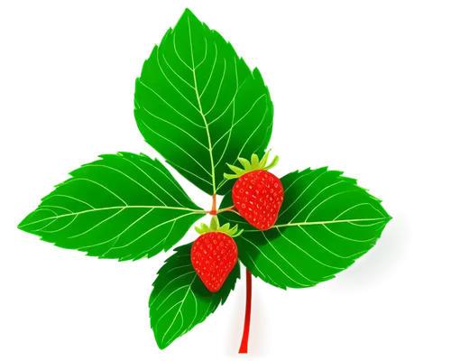 raspberry leaf,siberian ginseng,four-leaf,bay-leaf,chestnut leaf,chinese lantern plant,fan leaf,fig leaf,morinda,lotus leaf,ginseng,mint leaf,thick-leaf plant,leaf vegetable,pak-choi,tulsi,west indian raspberry ,west indian raspberry,chestnut with leaf,walnut leaf,Illustration,Retro,Retro 07