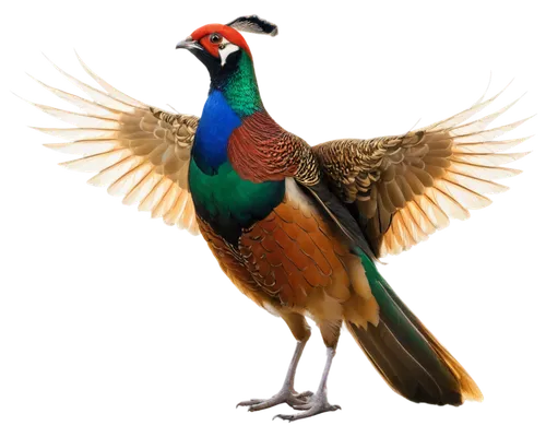 ring necked pheasant,pheasant,common pheasant,tragopan,male peacock,peacock,pavo,pheasants,bird png,fairy peacock,an ornamental bird,ornamental bird,eurobird,golden pheasant,flamininus,reconstruction,uniphoenix,confuciusornis,gouldian,megapode,Illustration,Japanese style,Japanese Style 10