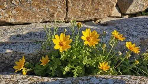 arnica montana,calendula suffruticosa,arnica,calendula officinalis,alpine flowers,calendula,susans,coreopsis,calenduleae,cape marguerites,xanthos,yellow cosmos,euryops,adonis amurensis,mountain flowers,pollino,trollius of the community,asteraceae,sun daisies,alpine flower,Photography,General,Realistic