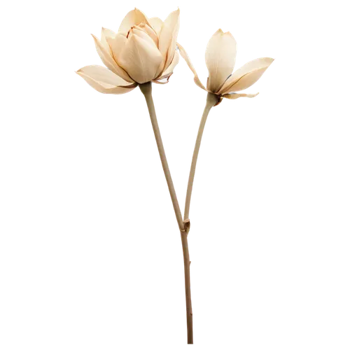 tulip magnolia,flowers png,minimalist flowers,tuberose,magnolia stellata,tulipa,tulip white,ornithogalum,tulips magnolia,ornithogalum umbellatum,tulip,sego lily,turkestan tulip,two tulips,magnolia flower,tulip background,lotus png,tulip flowers,tulip branches,star magnolia,Illustration,Paper based,Paper Based 09