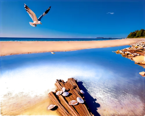 Seaside scenery, serene atmosphere, warm sunny day, clear blue sky, fluffy white clouds, gentle ocean waves, seagulls flying overhead, sandy beach, scattered seashells, driftwood, sunny spotlight, sha