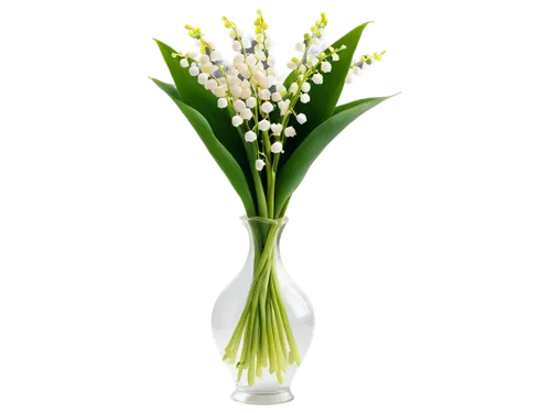 lily of the valley,muguet,flowers png,lily of the field,jonquils,lilly of the valley,lily of the desert,doves lily of the valley,easter lilies,imbolc,lilies of the valley,flower background,spring onion,garden star of bethlehem,star of bethlehem,lutea,artificial flower,tuberose,nowroz,flower illustrative,Photography,Fashion Photography,Fashion Photography 02