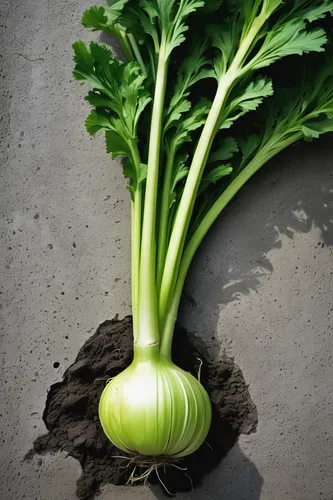 Write a poem about the resilience of celery roots growing through concrete.,pak-choi,kohlrabi,celery plant,real celery,daikon,shrub celery,chinese celery,sugar beet,skirret,chinese cabbage,a vegetable