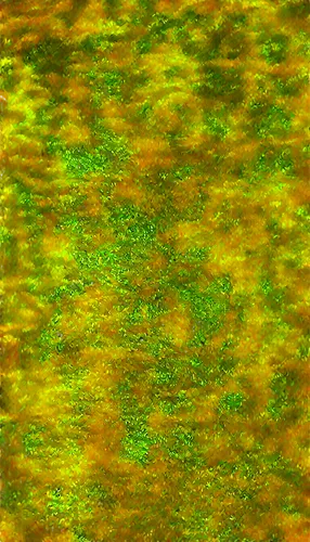 confocal,chameleon abstract,epidermis,wavelet,puccinia,cyanobacteria,sphagnum,microstructure,biofilm,striae,microfibers,fibroblasts,chlorophylls,sporophyte,corneum,biofilms,microsporum,chlorophyll,fluorescein,photosynthetic,Illustration,Abstract Fantasy,Abstract Fantasy 10